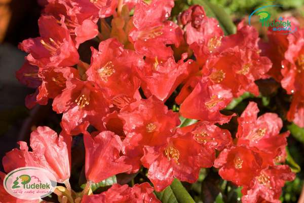 Rhododendron Elviira